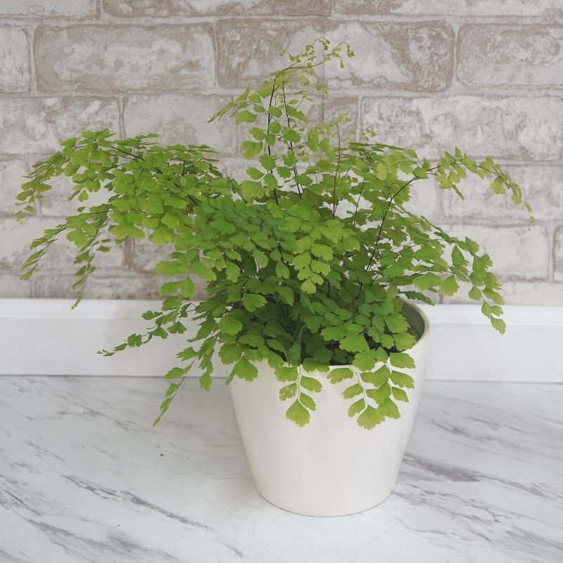 Maidenhair Fern - 4"