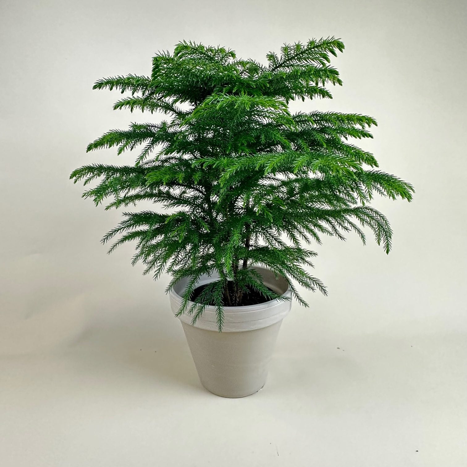 Norfolk Island Pine 4"