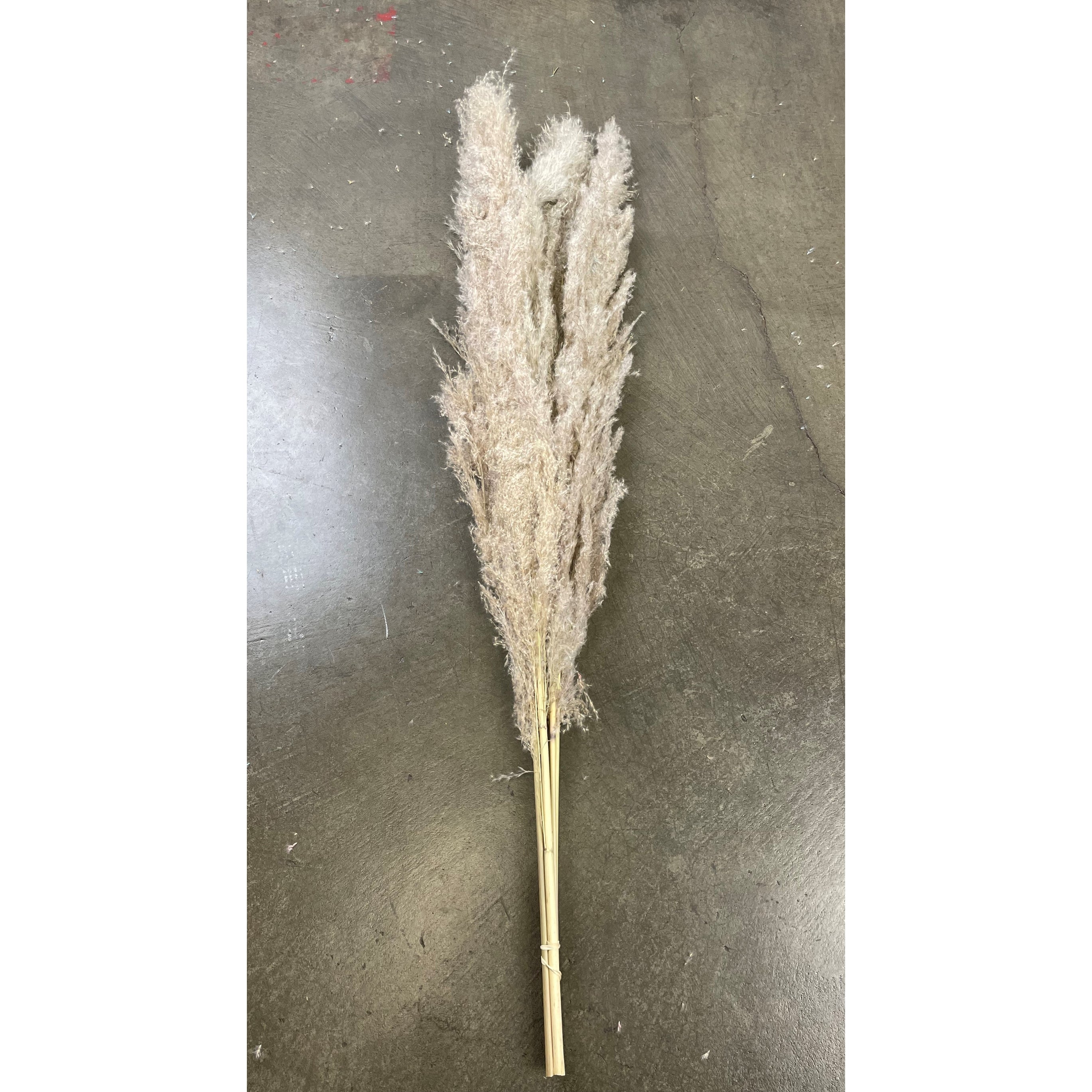 Natural Pampas Grass